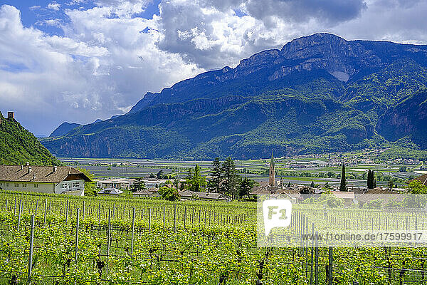 Italy  South Tyrol  Terlan  Summer vineyard at edge of countryside village