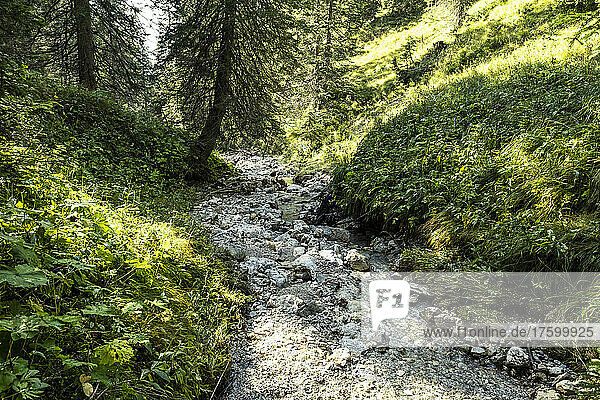 Kleiner Waldbach im Mieminger Gebirge im Sommer