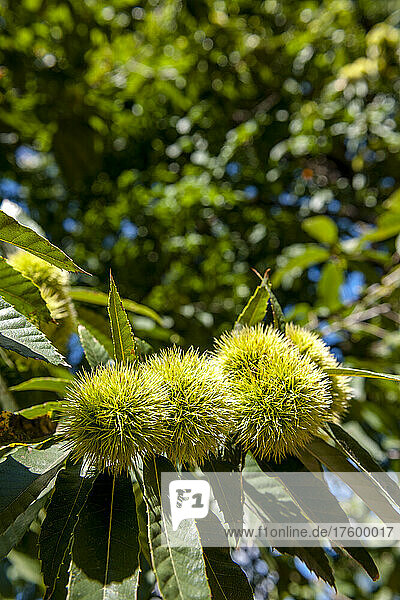 Close-up of chestnuts growing in summer