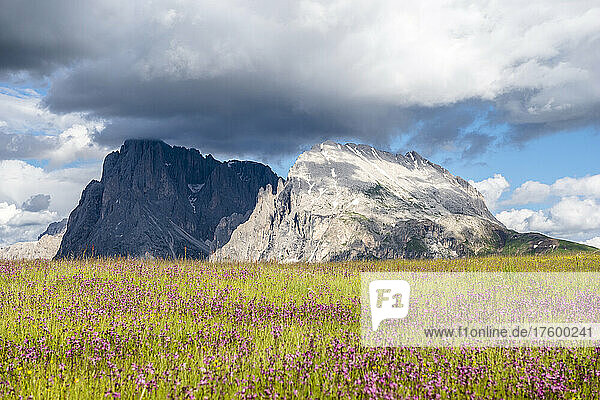 Italy  South Tyrol  Clouds over wildflowers blooming in alpine meadow with Langkofel and Plattkofel mountains in background