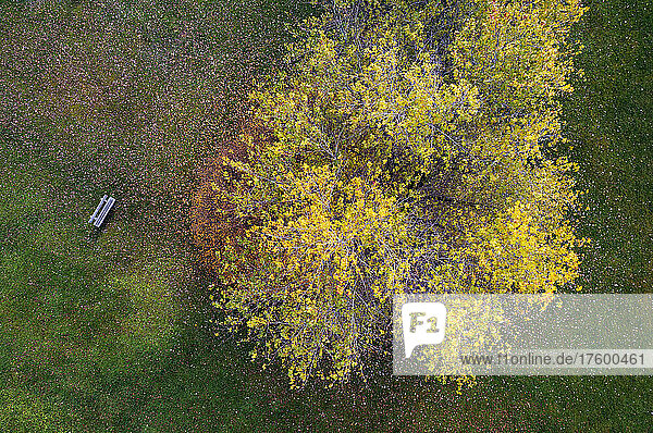 Drone view of empty bench at autumn tree