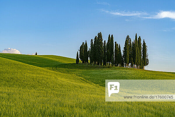 Italy  Province of Siena  Meadow in Val dOrcia with cypress trees in background