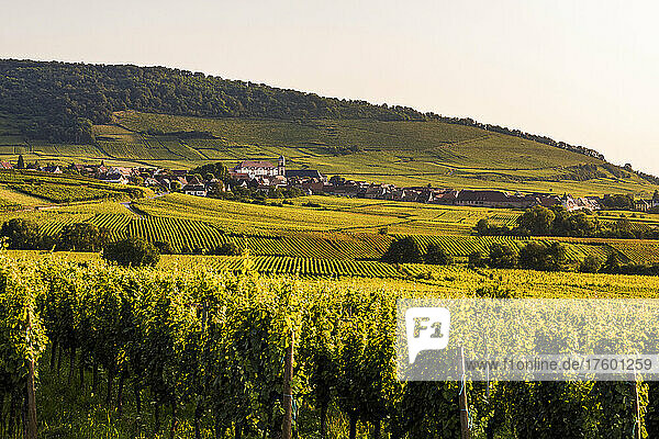 France  Alsace  Saint-Hippolyte  Green vineyard at summer dusk with village in background