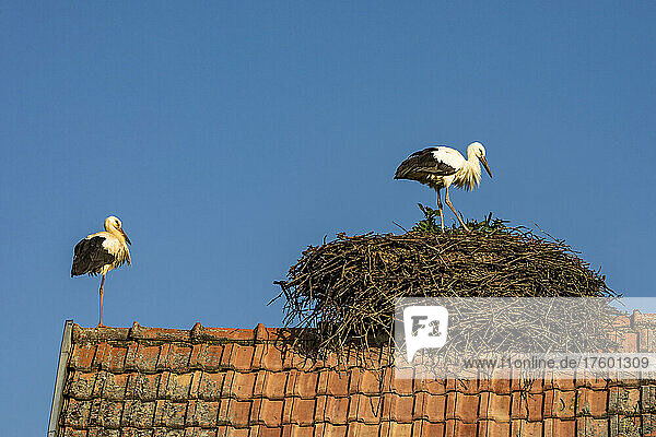 Two storks nesting on tiled roof