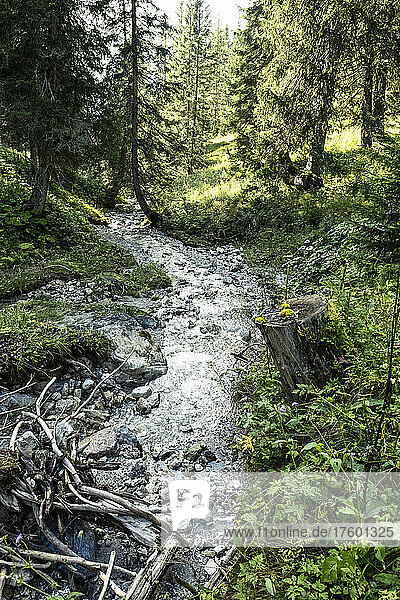Small forest stream in Mieming Range during summer