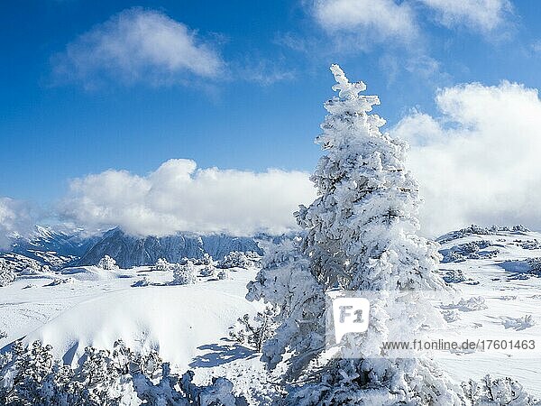 Blauer Himmel über Winterlandschaft  verschneite Bäume  Hochplateau am Lawinenstein  Tauplitzalm  Steiermark  Österreich  Europa