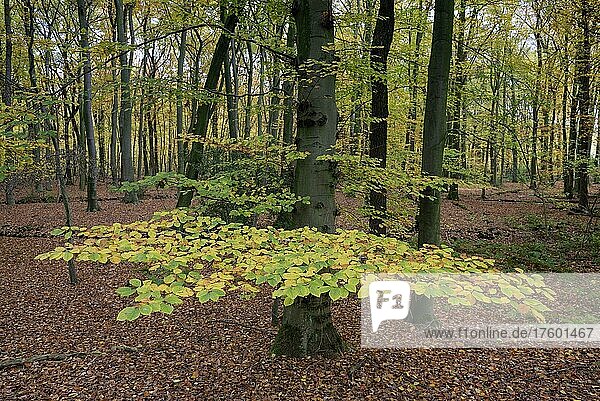 Buche im Herbst  Herbstlaub  Bottrop  Ruhrgebiet  Nordrhein-Westfalen  Deutschland  Europa