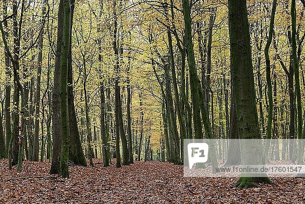 Weg in einem Buchenwald  im Herbst  Bottrop  Ruhrgebiet  Nordrhein-Westfalen  Deutschland  Europa