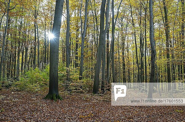 Rotbuchenwald  Rotbuche (Fagus sylvatica) im Herbst  mit Sonnenstern  Nationalpark Hainich  Thüringen  Deutschland  Europa
