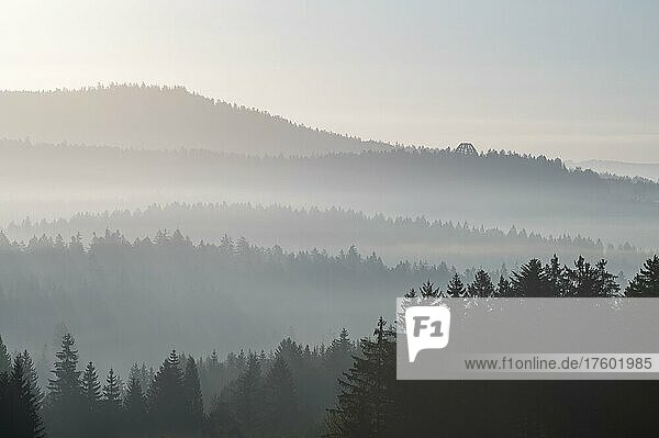 Morgennebel im Bayerischen Wald  hinten der Aussichtsturm des Baumwipfelpfads  Bayerischer Wald  Bayern  Deutschland  Europa