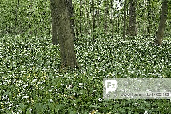 Massenbestand von Bärlauch (Allium ursinum)  Auwald Leipzig  Sachsen  Deutschland  Europa