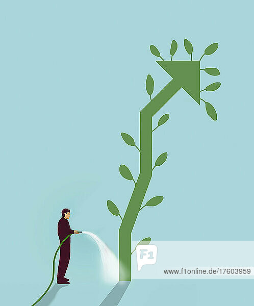Mann bewässert grüne Pfeilpflanze