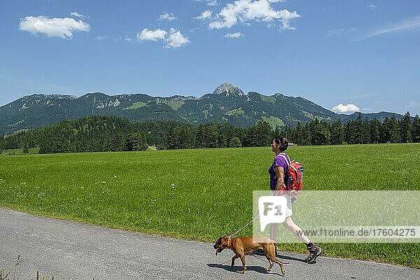 Wanderer mit Hund am Segelflugplatz  hinten Wendelstein  Geitau  Oberbayern  Bayern  Deutschland  Europa