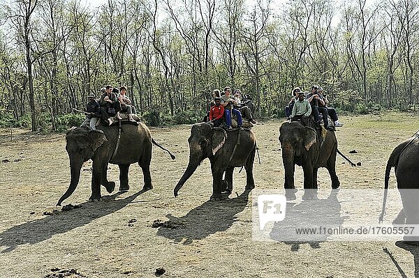 Elephant guide  tourists  asian elephant (Elephas maximus)  elephant safari in Chitwan National Park  Nepal  Asia
