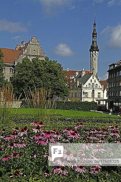 Tower of the Gothic Town Hall  Town Hall Square  Rathausplatz  Tallinn  Estonia  Baltic States  Europe