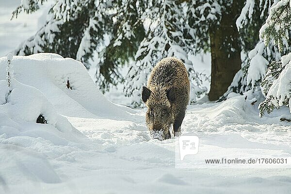 Wild boar (Sus scrofa) in a snowy forest in winter  Bavaria  Germany  Europe