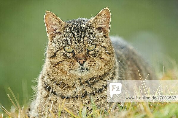 House cat (Felis catus) in a meadow  Bavaria  Germany  Europe