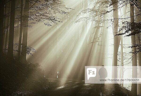 Person in the forest with morning mist and sunbeams in autumn  sepia colours  Mondseeland  Salzkammergut  Upper Austria  Austria  Europe