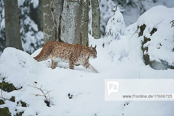 Europäischer Luchs (Lynx lynx) in einem verschneiten Wald im Winter  Nationalpark Bayerischer Wald  Bayern  Deutschland  Europa