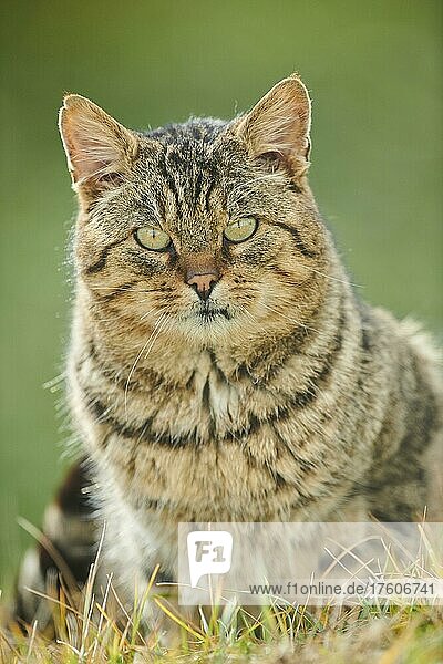 House cat (Felis catus) in a meadow  Bavaria  Germany  Europe