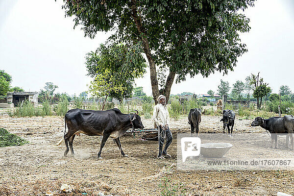 Man with cattle on a farm in India; Nagli Village Noida  Uttar Pradesh  India