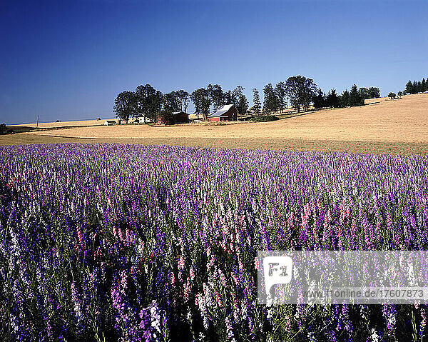 Eine Fülle von Blumen auf einem Feld neben goldenem Ackerland und einem Gehöft; Oregon  Vereinigte Staaten von Amerika