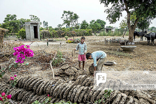 Children working on a family farm with dried dung patties and tethered cattle in the background; Nagli Village Noida  Uttar Pradesh  India