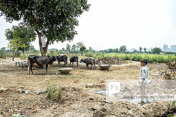 Boy working with dried dung patties on a family farm with tethered cattle in the background; Nagli Village Noida  Uttar Pradesh  India