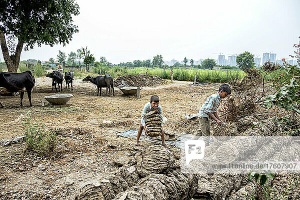 Children working with dried dung patties on a family farm with tethered cattle in the background; Nagli Village Noida  Uttar Pradesh  India