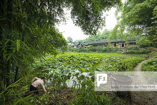 Woman tending a crop beside pond and traditional house underneath giant bamboo in Sichuan  China; Yibin Shi  Sichuan  China