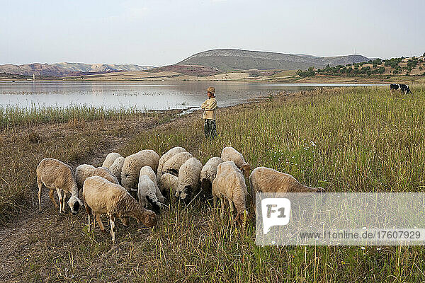 In den ländlichen Außenbezirken von Fes blickt ein junger Schafhirte auf die unberührte Natur und den Sade-See Sidi Echahade; Fes  Marokko