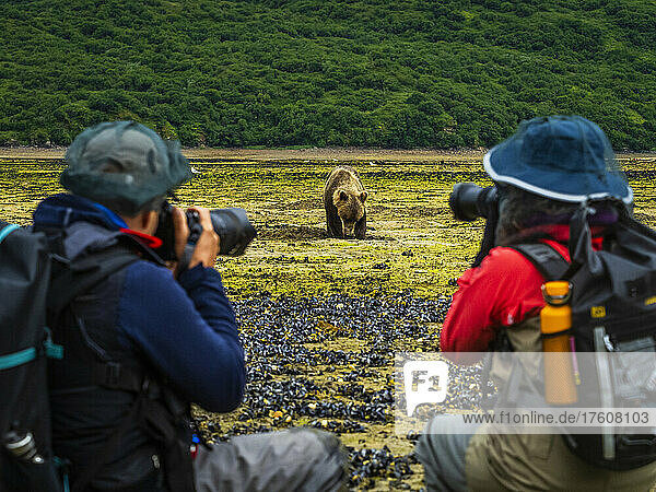 Photographers with Coastal Brown Bear (Ursus arctos horribilis) digging clams at low tide in Geographic Harbor  Katmai National Park and Preserve; Alaska  United States of America