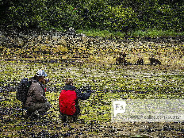 Photographers with Coastal Brown Bears (Ursus arctos horribilis) grazing for clams at low tide in Geographic Harbor  Katmai National Park and Preserve; Alaska  United States of America