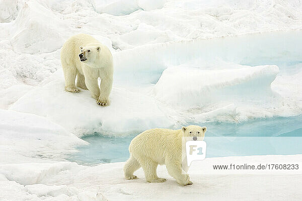 A polar bear  Ursus maritimus  and her cub walking across pack ice.