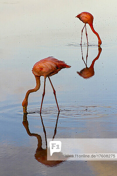 Rosa Flamingos beugen sich vor  um einen Schluck Wasser zu trinken.