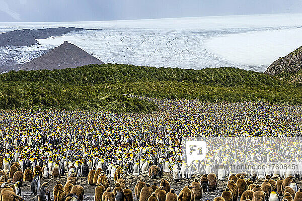 Eine nistende Kolonie von Königspinguinen auf den Salisbury Plains in Südgeorgien  Antarktis.