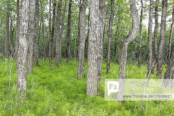Trees and lush grass growing on a forest floor; Mountain Village  Alaska  United States of America