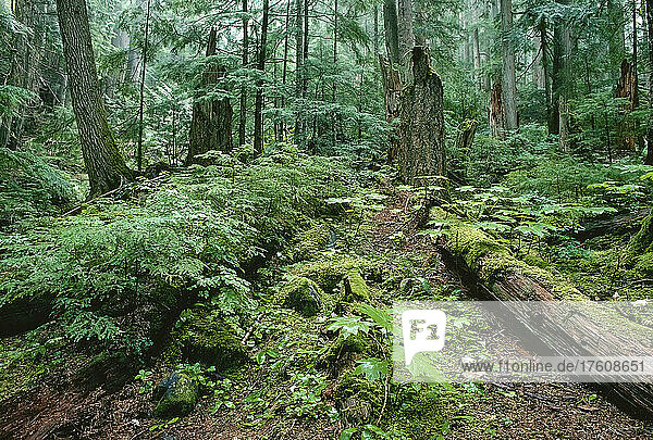 Küstenregenwald  Garibaldi Park  British Columbia  Kanada