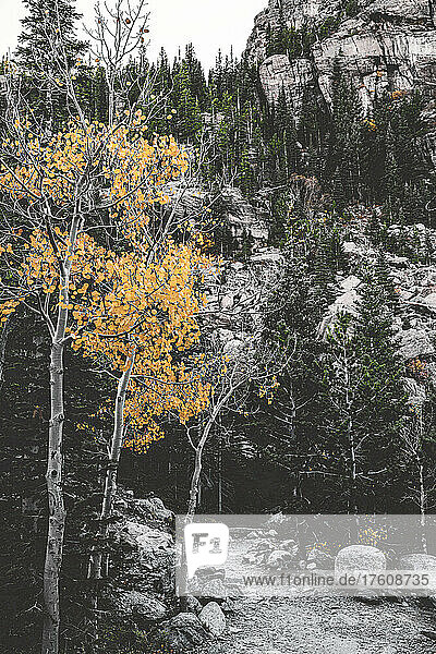 Zerklüftete Landschaft mit vielen Bäumen und Herbstfarben  Rocky Mountain National Park; Colorado  Vereinigte Staaten von Amerika