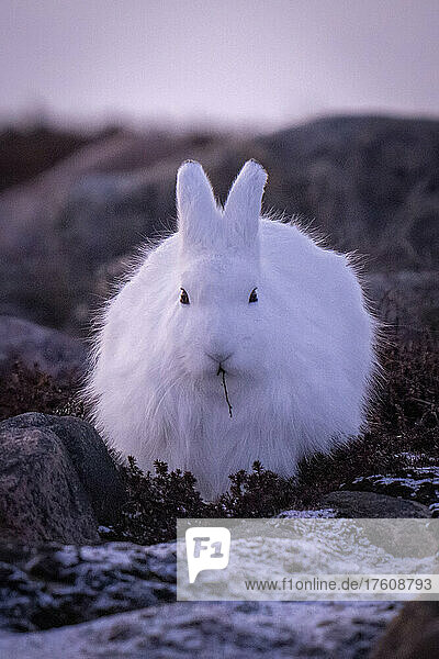 Arctic hare (Lepus arcticus) feeding among rocks faces camera; Arviat  Nunavut  Canada