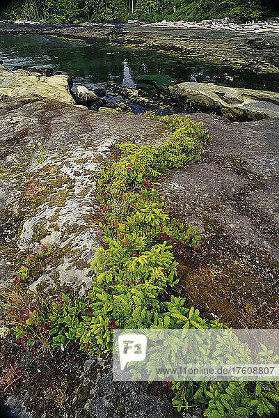 Foliage and Rocks near Water  Botanical Beach Provincial Park  British Columbia  Canada