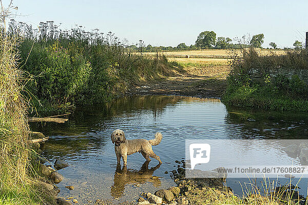 Blonder Kakadu-Hund steht im seichten Wasser eines Teichs mit Ackerland im Hintergrund; Ravensworth  Richmondshire  England