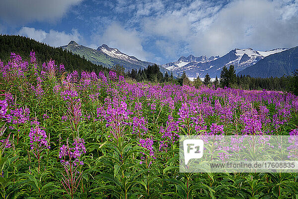 Vibrant fireweed blooms (Chamaenerion angustifolium) in a wildflower meadow in front of the majestic Mendenhall Towers and Mendenhall Glacier of the Coast Mountains in the Tongass National Forest; Juneau  Southeast Alaska  Alaska  United States of America