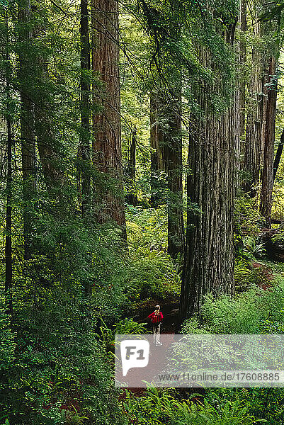 Mädchen im Prairie Creek Redwoods State Park  Kalifornien  USA