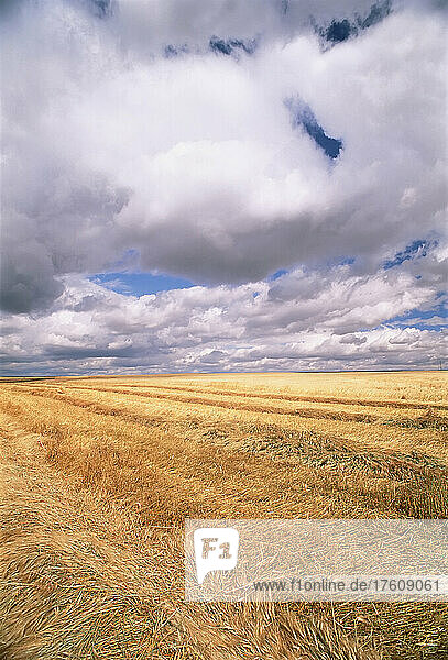 Feld und Wolken in der Nähe von Drumheller  Alberta  Kanada