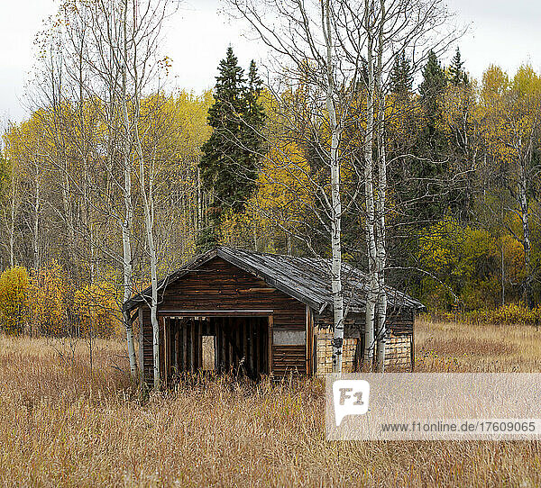 Abandoned wooden building in a grass field with an autumn coloured forest; British Columbia  Canada