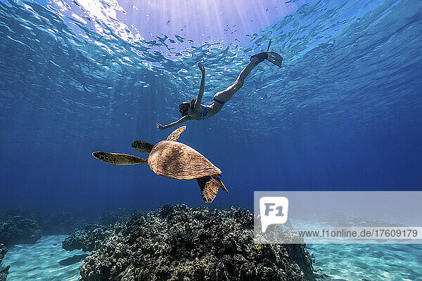 Eine Frau schnorchelt am Electric Beach in Oahu mit einer grünen Meeresschildkröte.