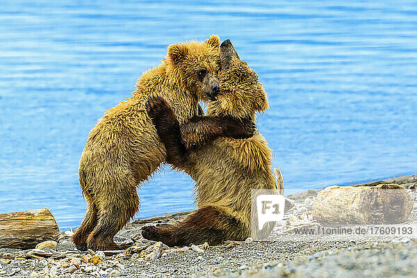 Jährige Braunbärenjunge (Ursus arctos)  die sich am Brooks River im Brooks Camp streiten.