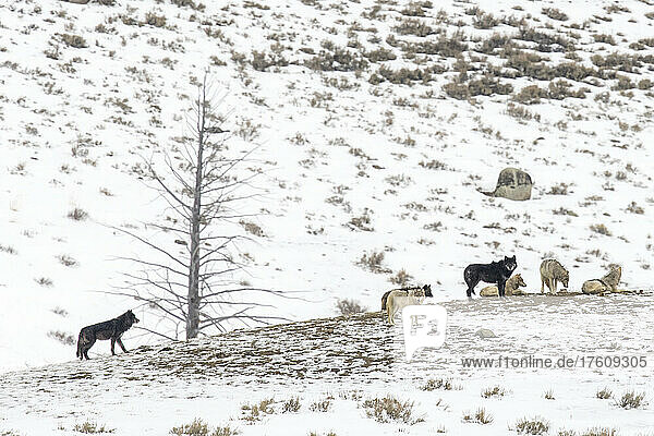 Ein Rudel Wölfe (Canis lupus) versammelt auf einem schneebedeckten Hügel im Yellowstone National Park; Wyoming  Vereinigte Staaten von Amerika
