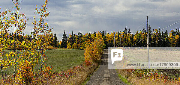 Landstraße mit Feldern  Herbstfarben und Stromleitungen  gesehen in westlicher Richtung auf dem Highway 16 in Richtung Smithers  BC  Kanada; British Columbia  Kanada